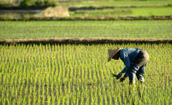 除草劑消泡劑應用